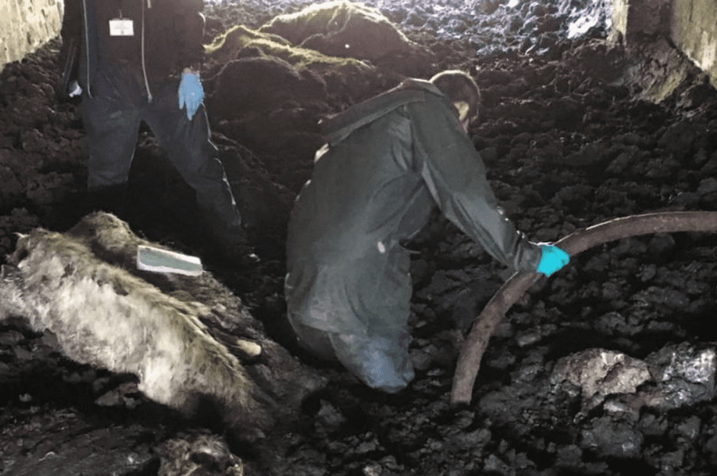 Graphic: Family sentenced following nightmare scenes at Welsh farm