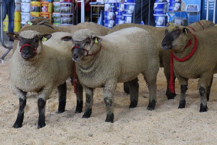 Irish Vendéen Sheep Society show and sale season kicks off