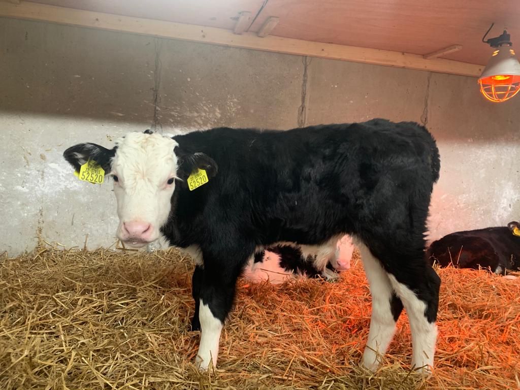 How many herds were the 2020 calf team sourced from on Green Acres farms?