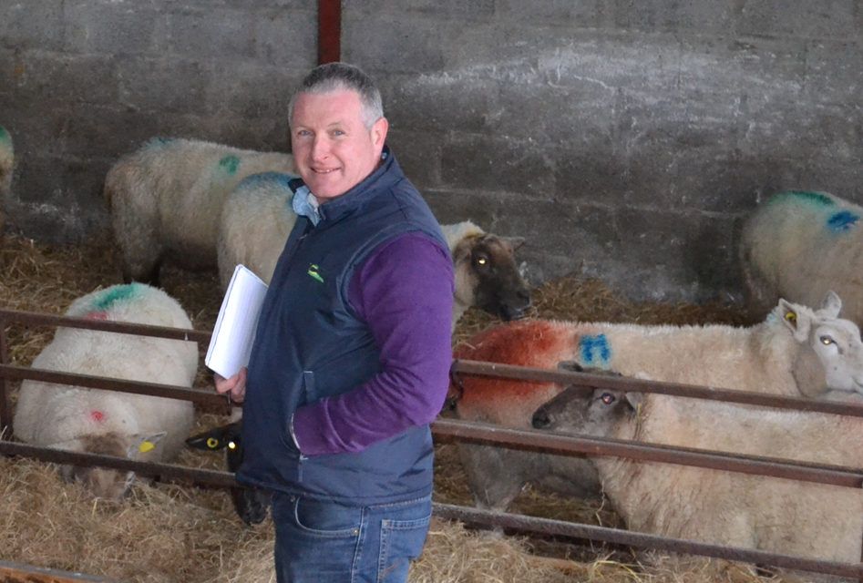 New sheep specialist appointed by Teagasc