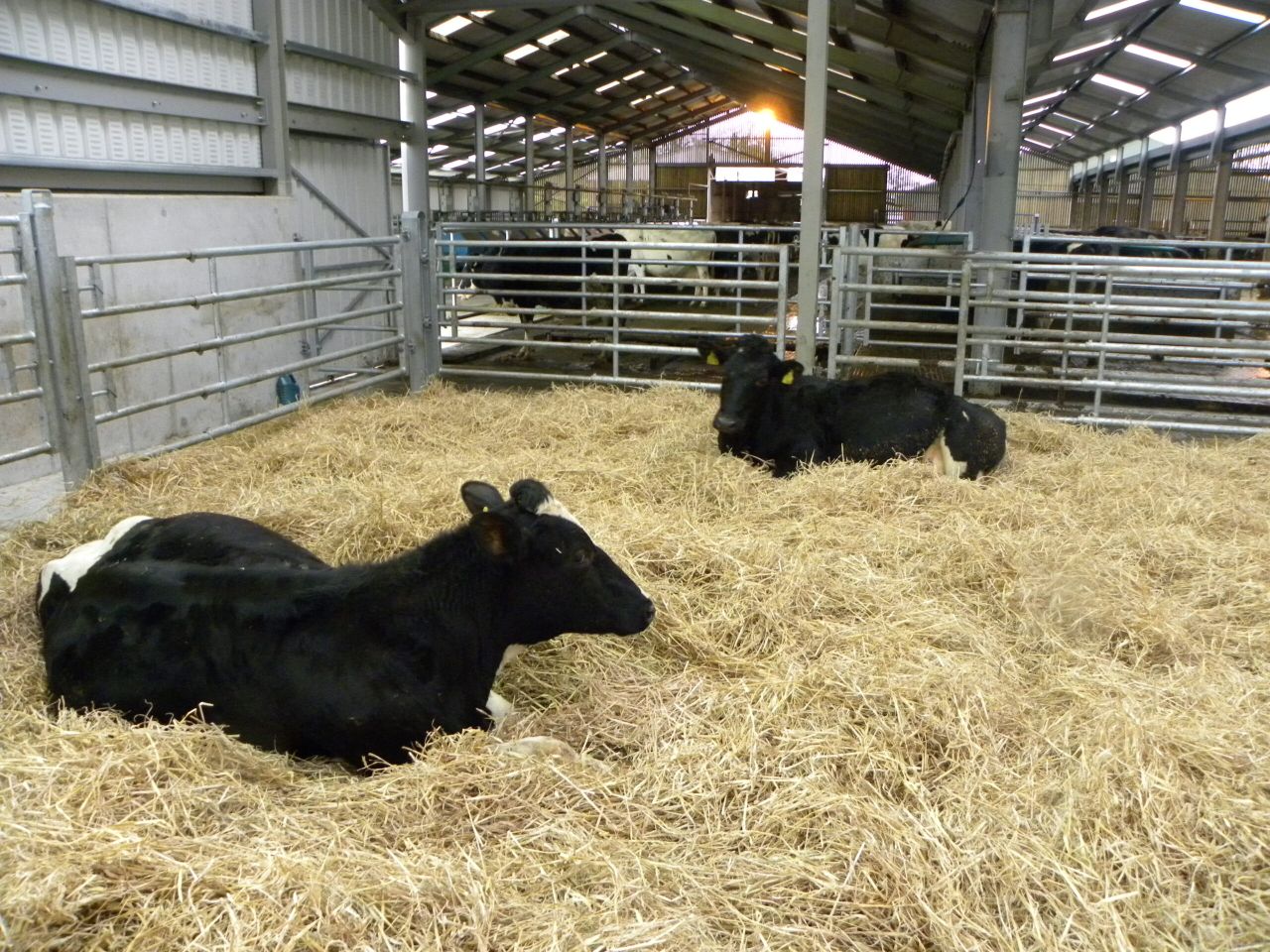 Why is having a compact calving pattern so important?