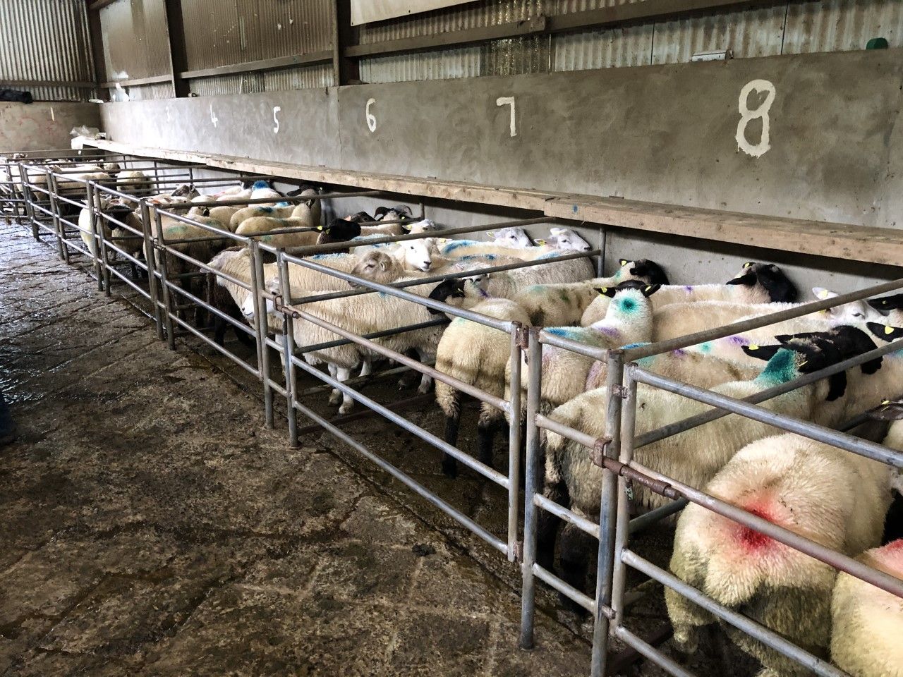 Pics and prices: Factory lamb prices take a hit at Ballymote Mart