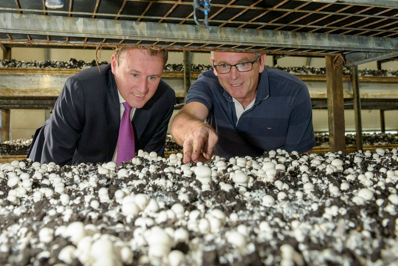 Support package worth over €6m for mushroom sector