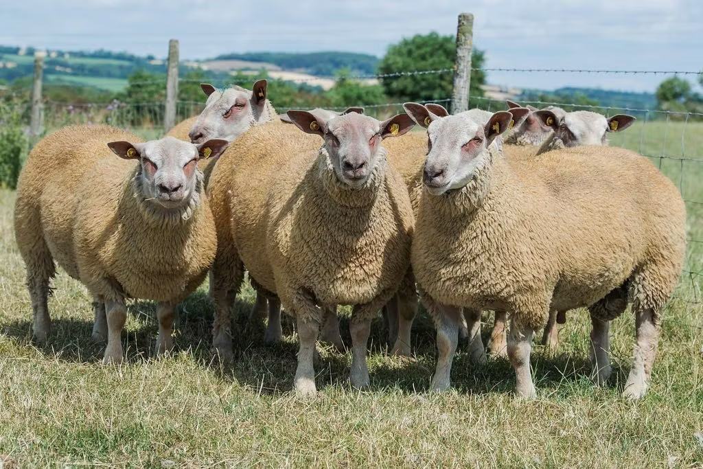 Stolen pedigree rams from Cavan found in Monaghan