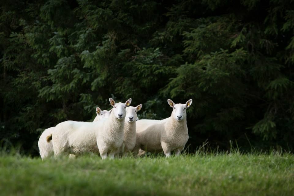 Wicklow Cheviot Sheep Breeders getting ready for the upcoming show season