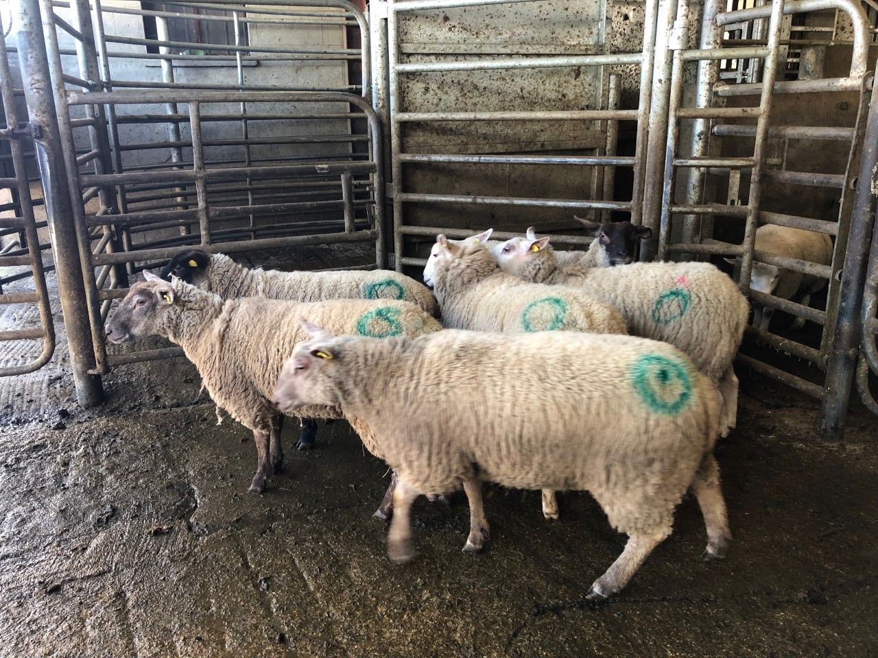 Sheep trade: Covid-19 affects factory prices, as base quotes drop by up to 20c/kg