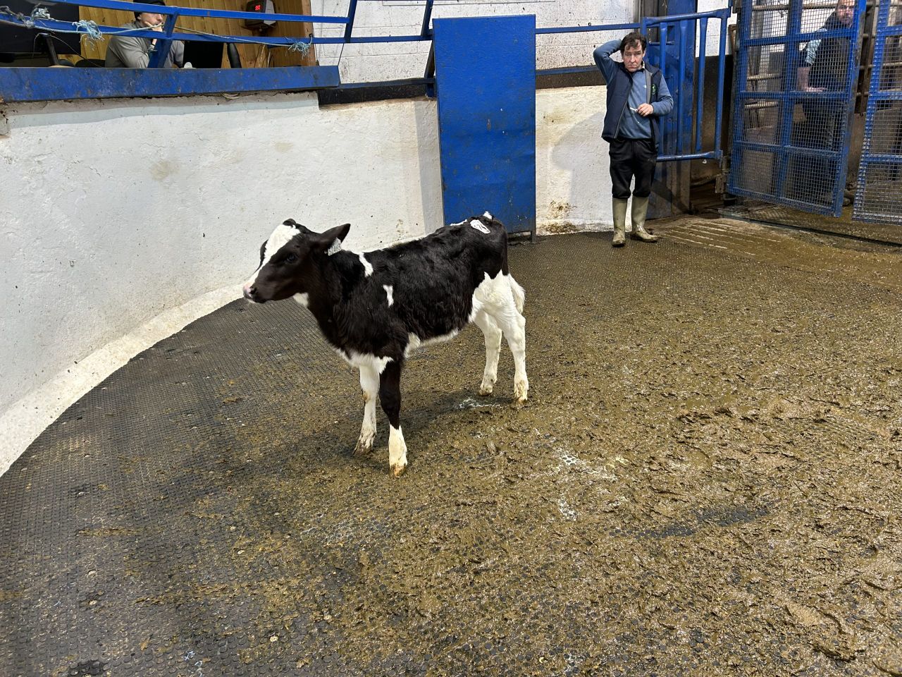 What can you expect to be paying for Friesian heifer calves?