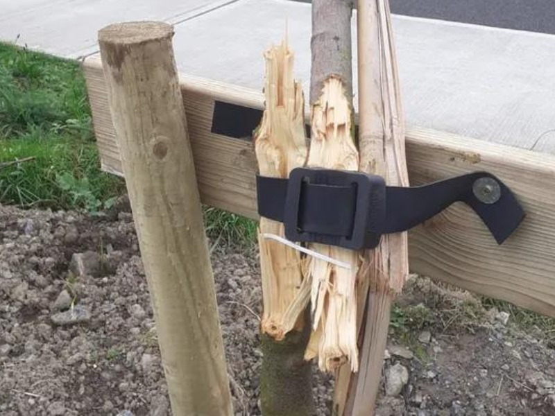 Gardaí investigating damage to trees in Bettystown