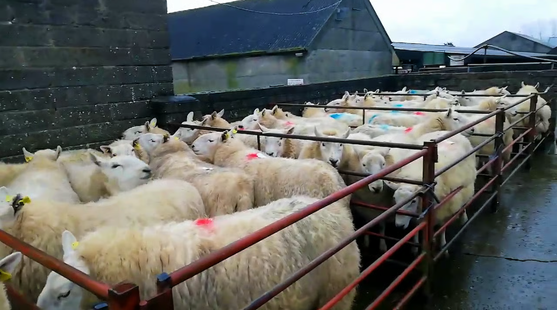 Mart report: A look at sheep prices from Tullow sale