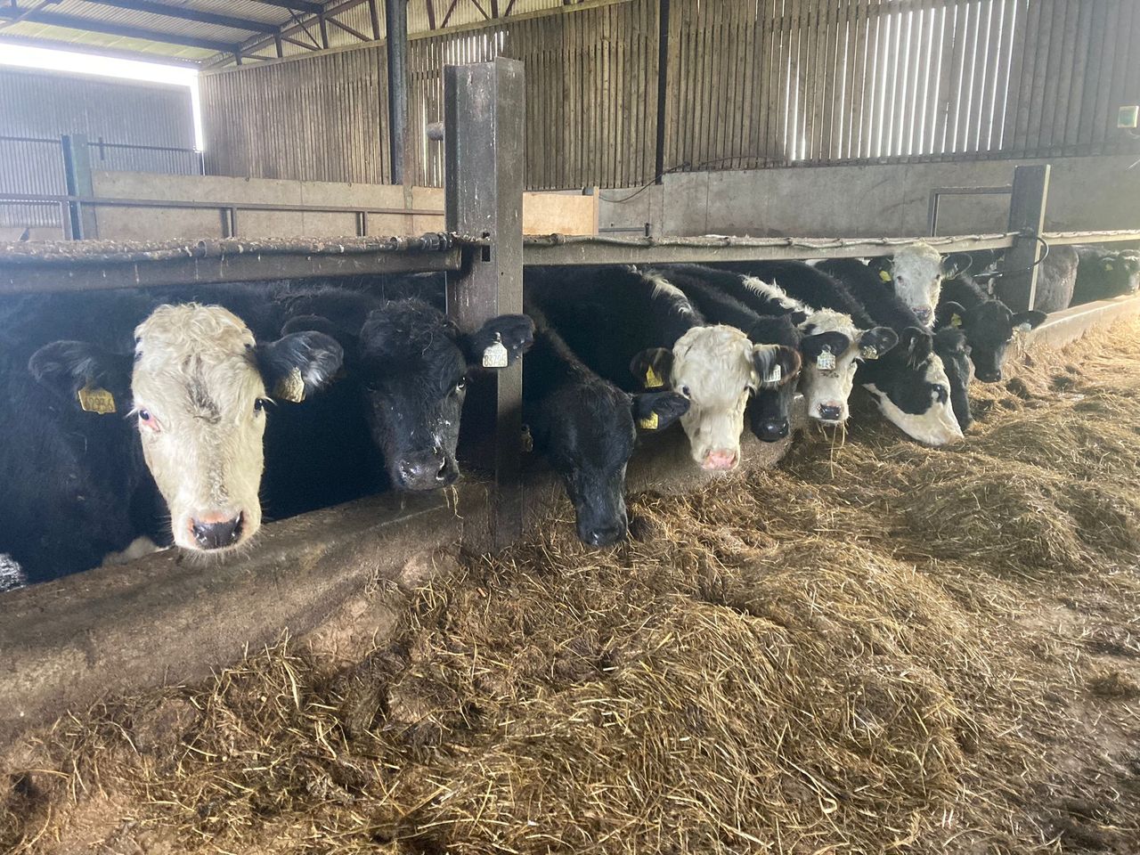 ABP Demo Farm: Housing cattle and feeding red clover silage