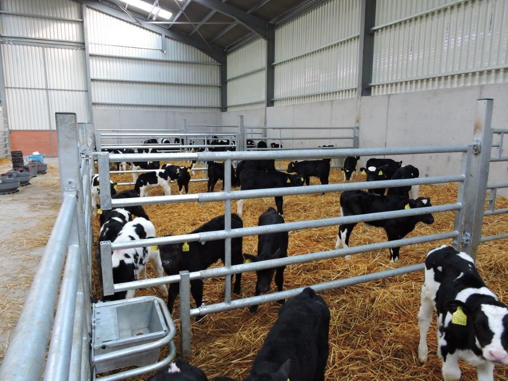 Is milk replacer a cost effective option this spring?