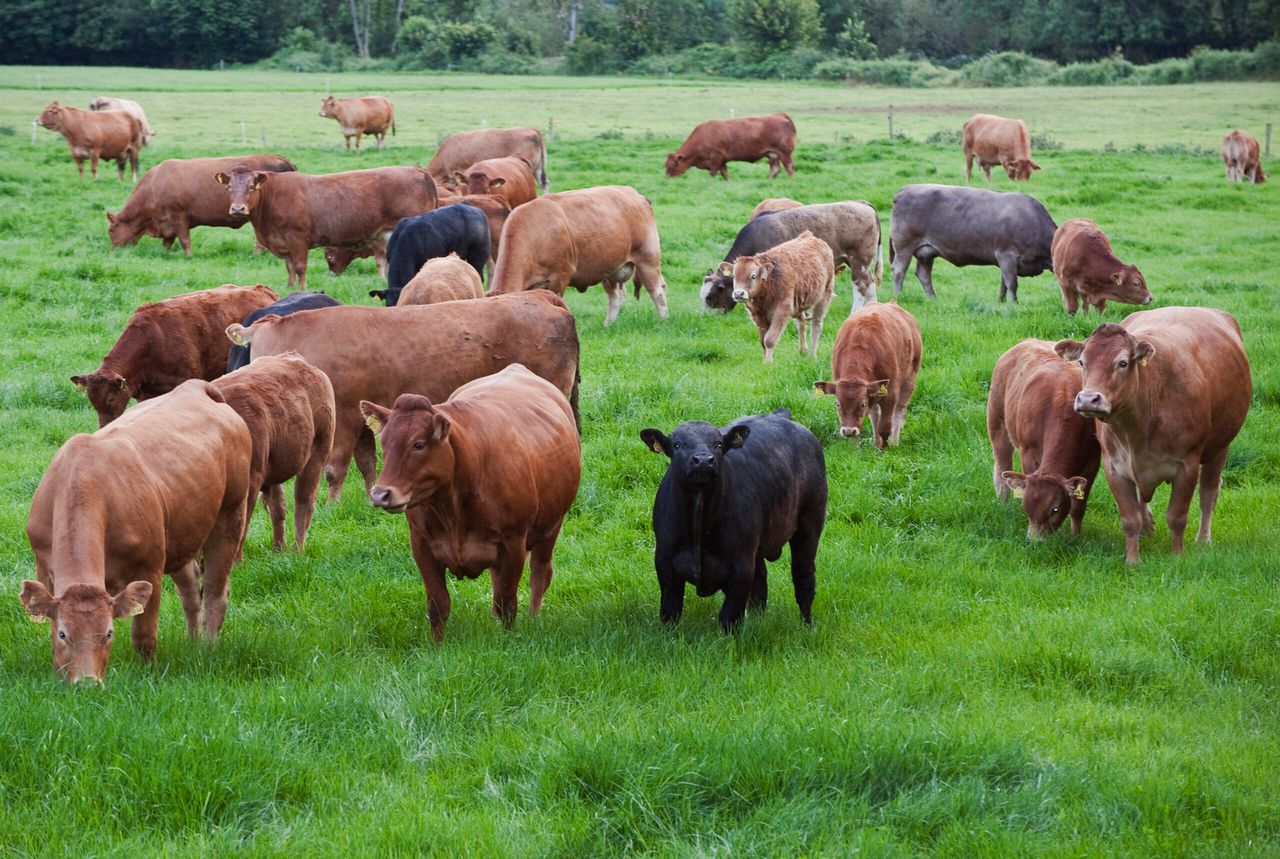 Expanding suckler farmer details breeding strategy