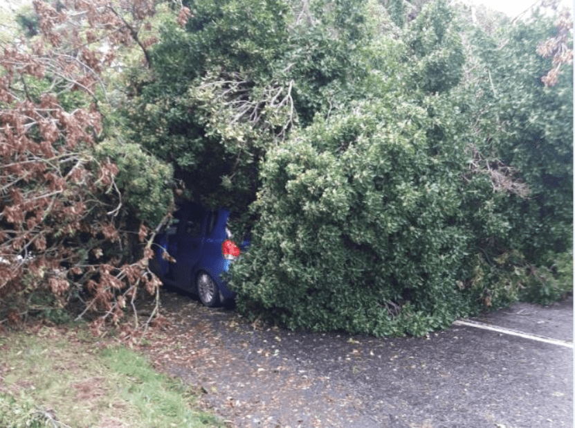 Tree lands on car in Offaly as Storm Ali strikes