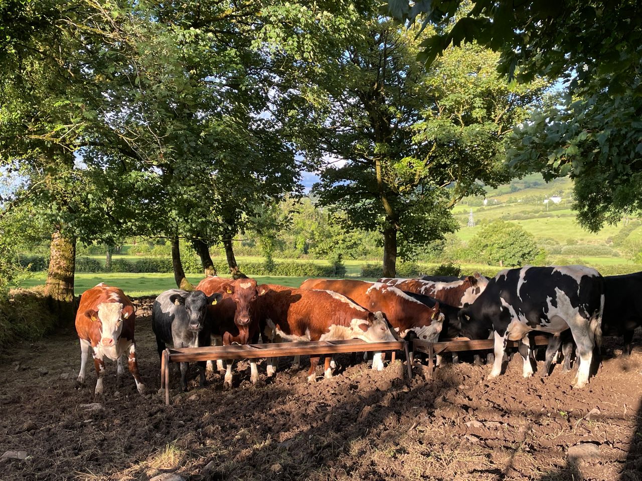 Factory quotes: Beef trade remains steady for race week