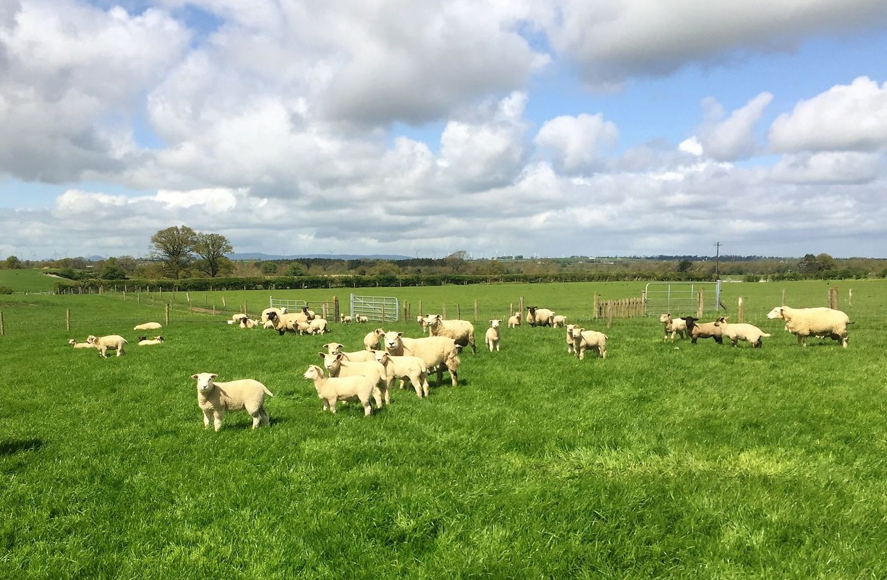 Sheep focus: 'To make a living out of sheep, you need to have output'