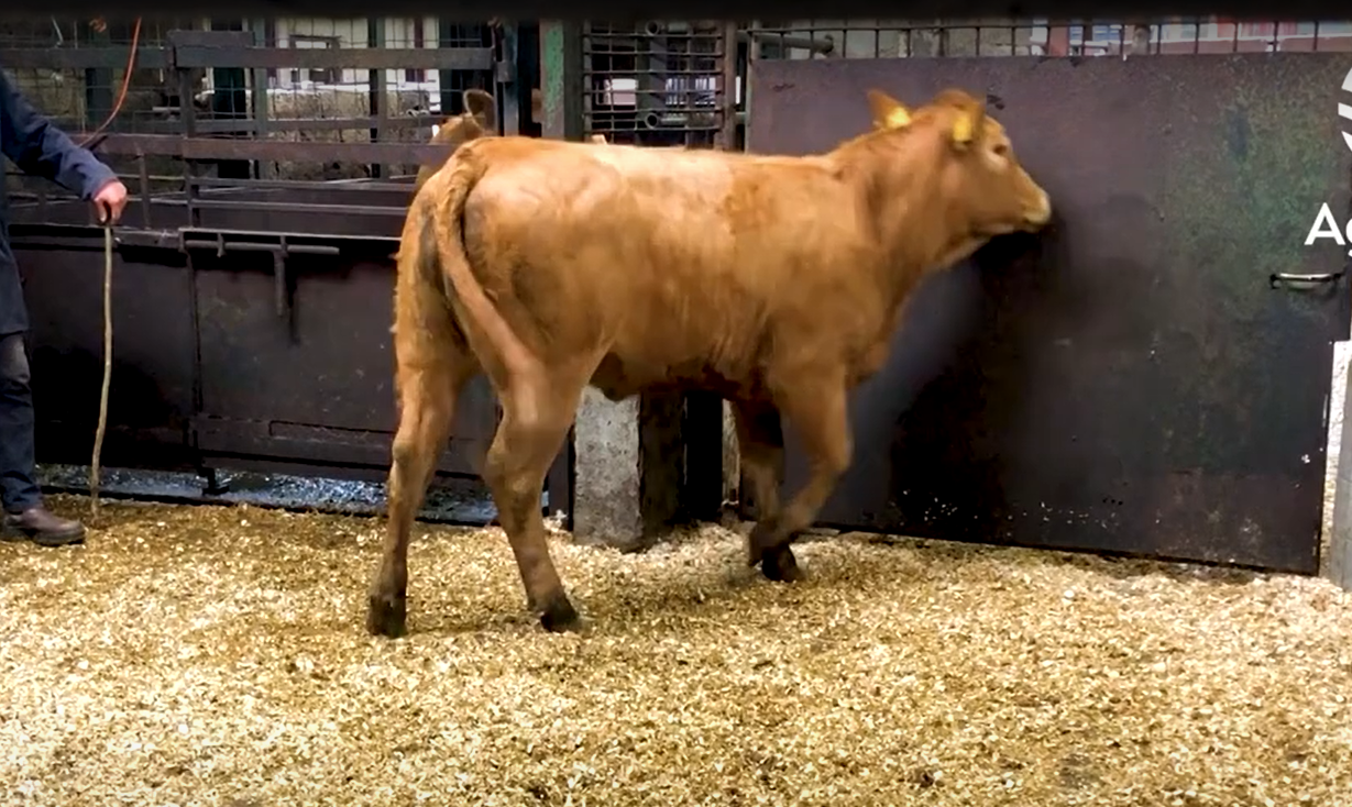 Video: Weanling heifer trade off to a flying start