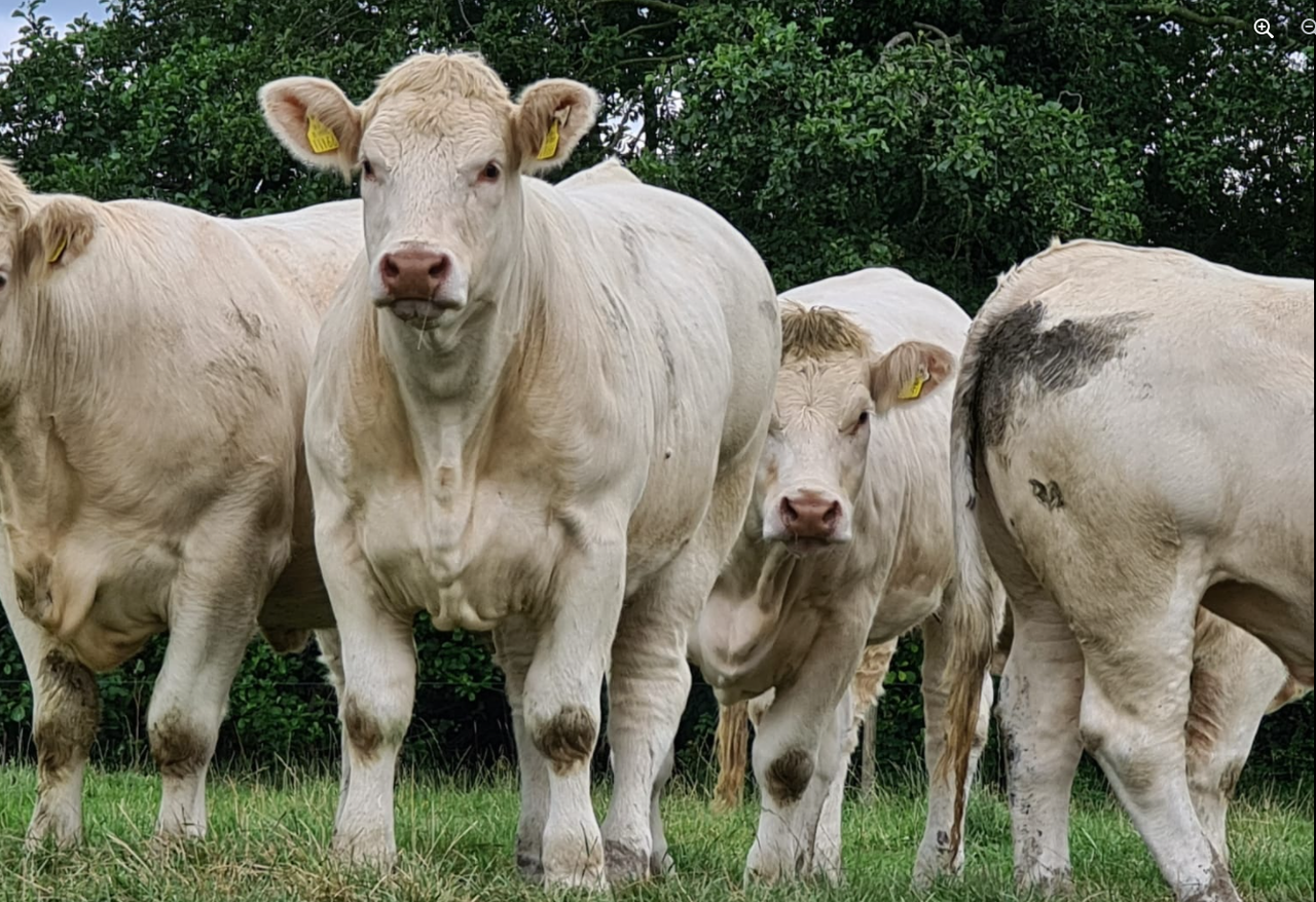 Charolais 'production sale' at Tullamore Mart this Friday