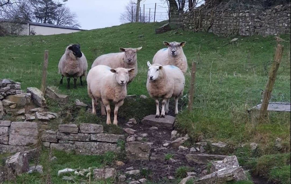 Walkers urged not to take dogs onto the hills