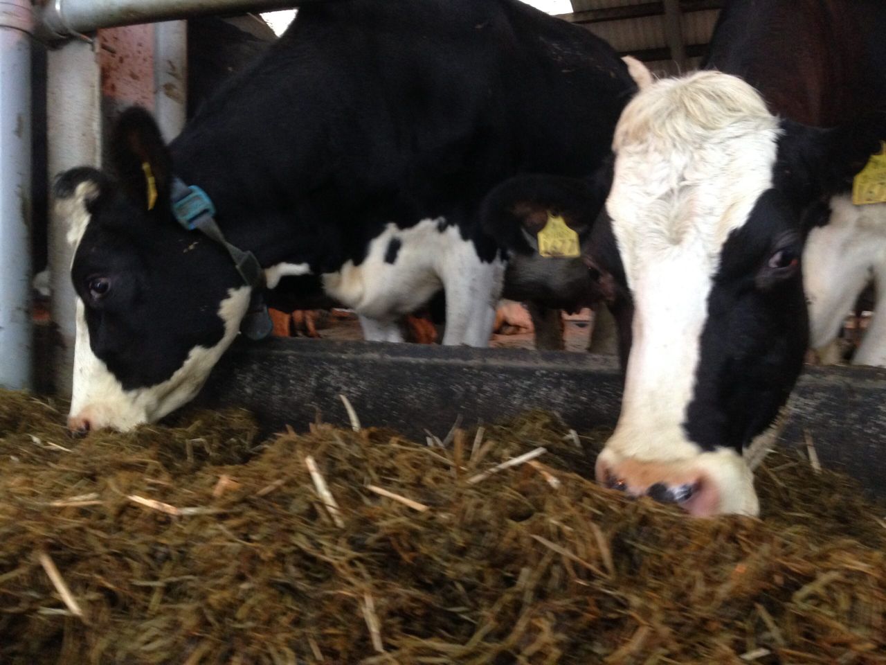 Tentative signs of recovery in the dairy sector - Minister Creed