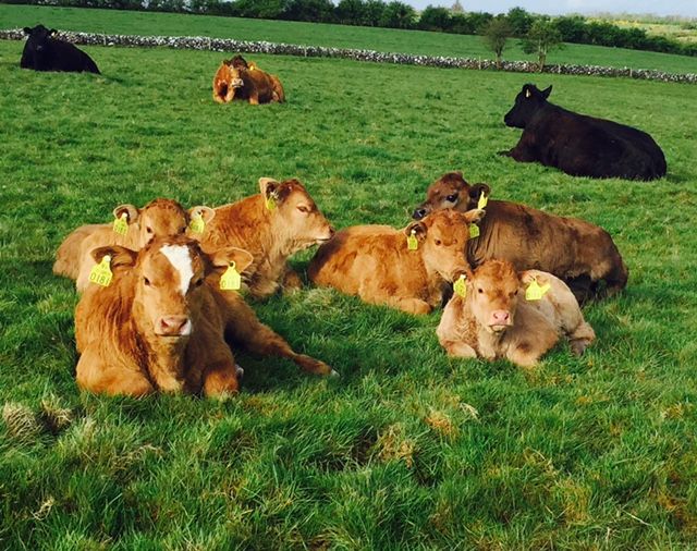 Department announces 2016 farmer BVD supports