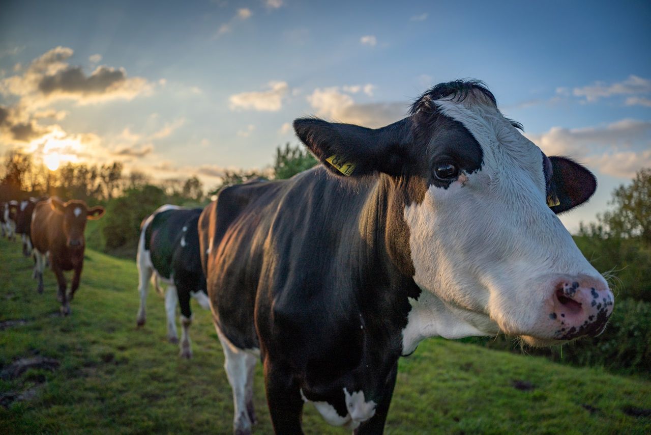 DAFM should 'work swiftly' with NI on bluetongue - ICMSA