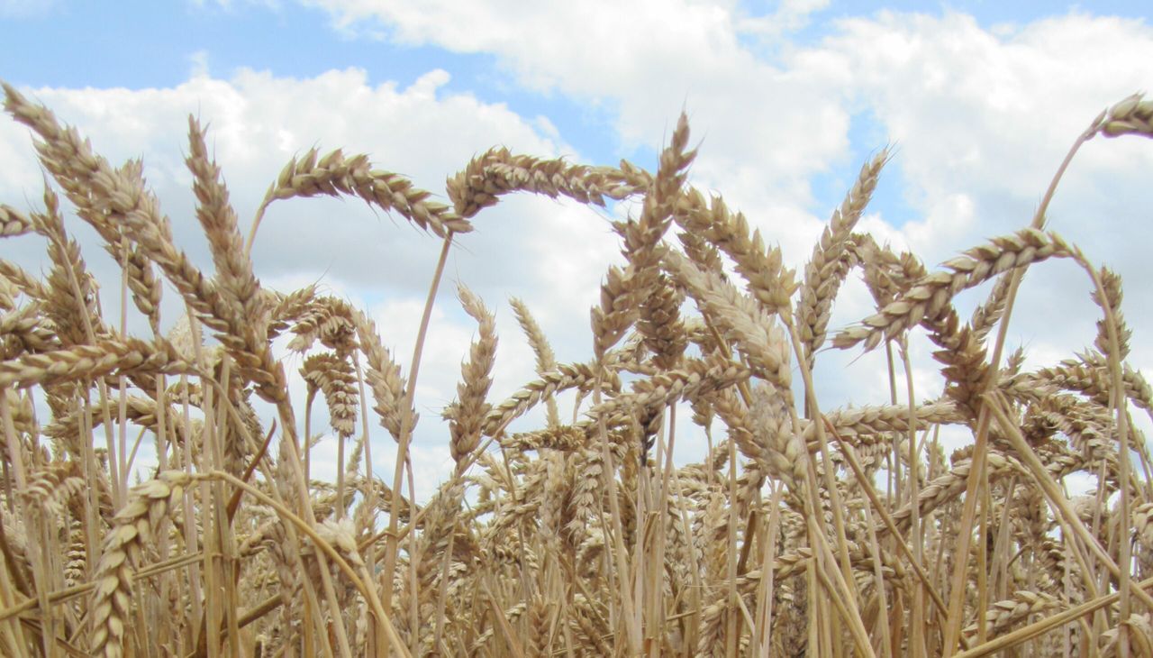 UN Food Price Index: Quotations for oils, meat and dairy rise