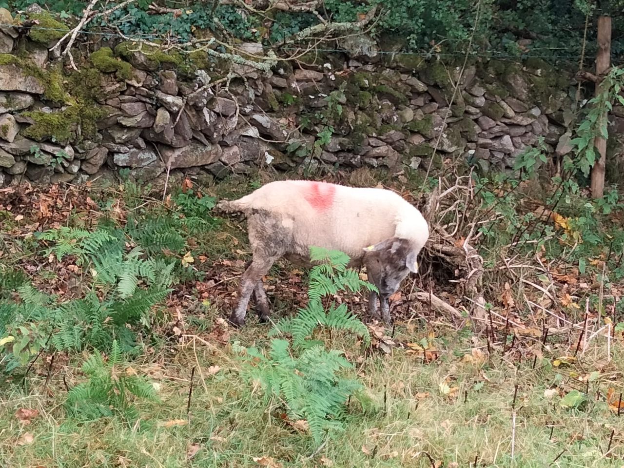 Farmer appeal after 15 sheep go missing in Co. Kilkenny