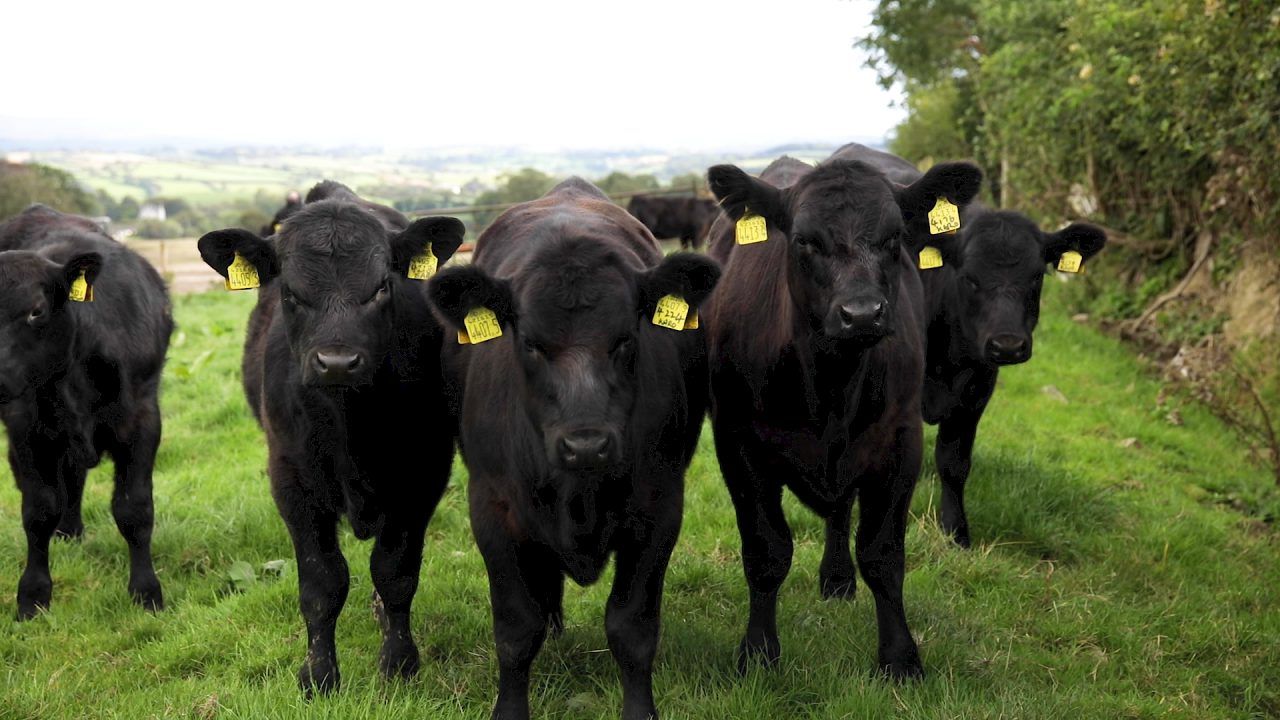 Co. Cork organic beef farm set to hold farm walk
