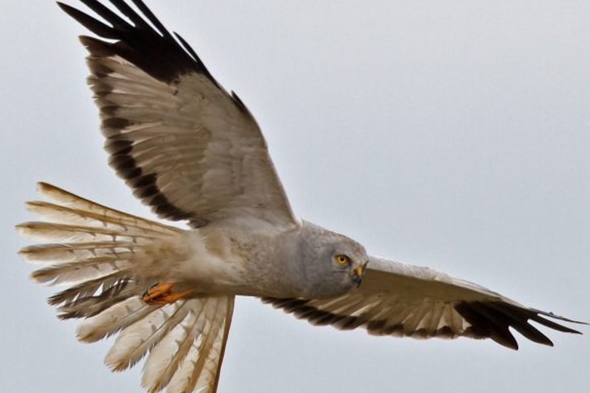 New campaign launched to save Ireland's endangered 'skydancer'