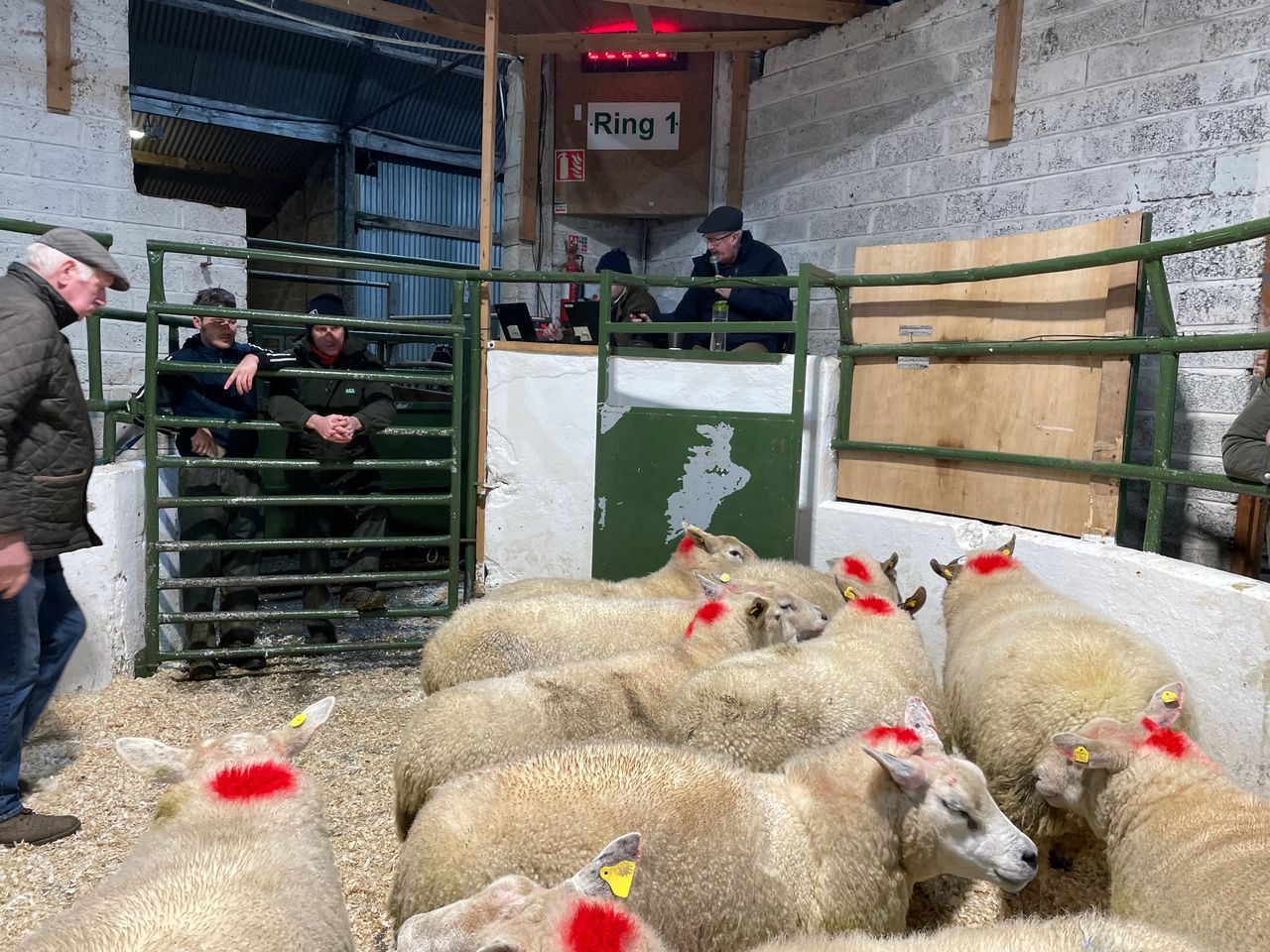 'Steady' start to 2024 sheep trade at Cootehill Mart