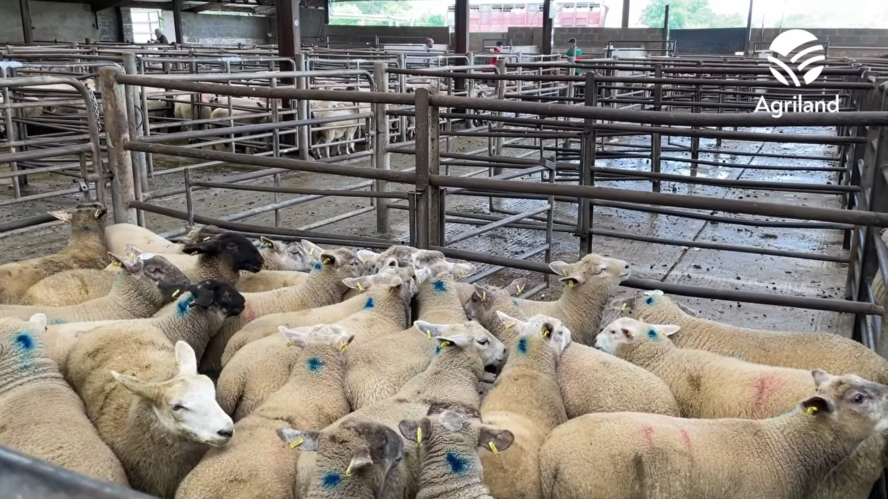 Strong sheep and dairy prices drive 'positive' trade at Carnew Mart