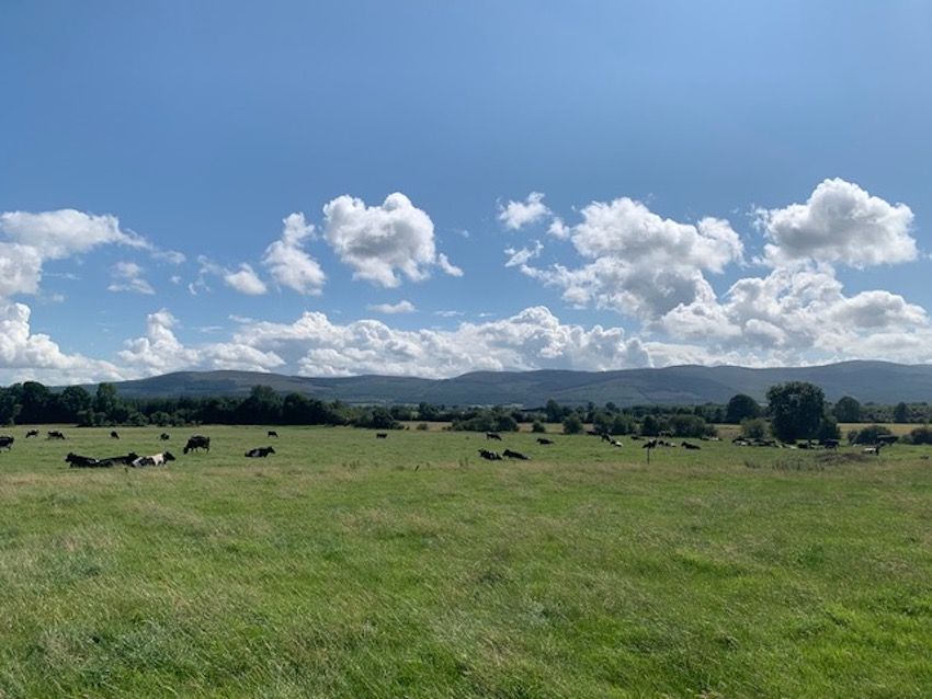 63ac farm in heart of Golden Vale in Tipperary new to market