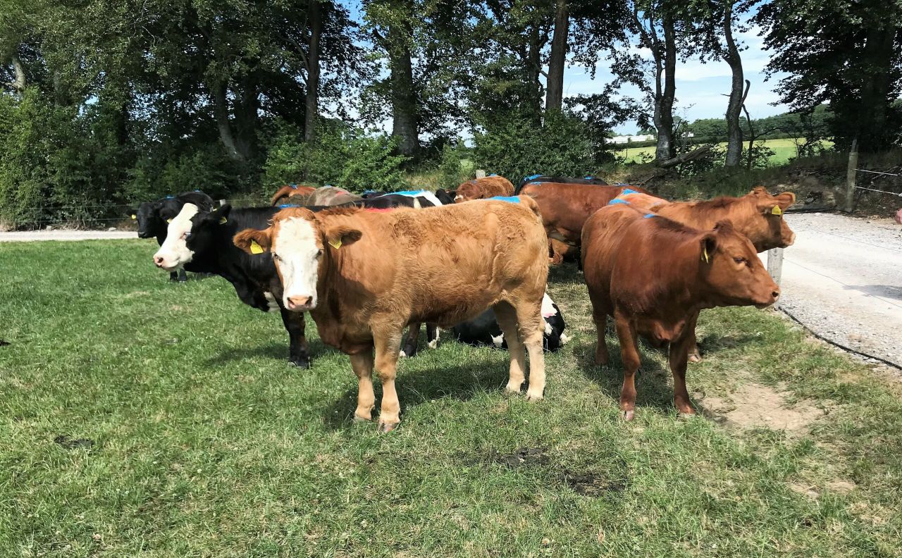 Calving heifers at 24 months: What's the big deal?
