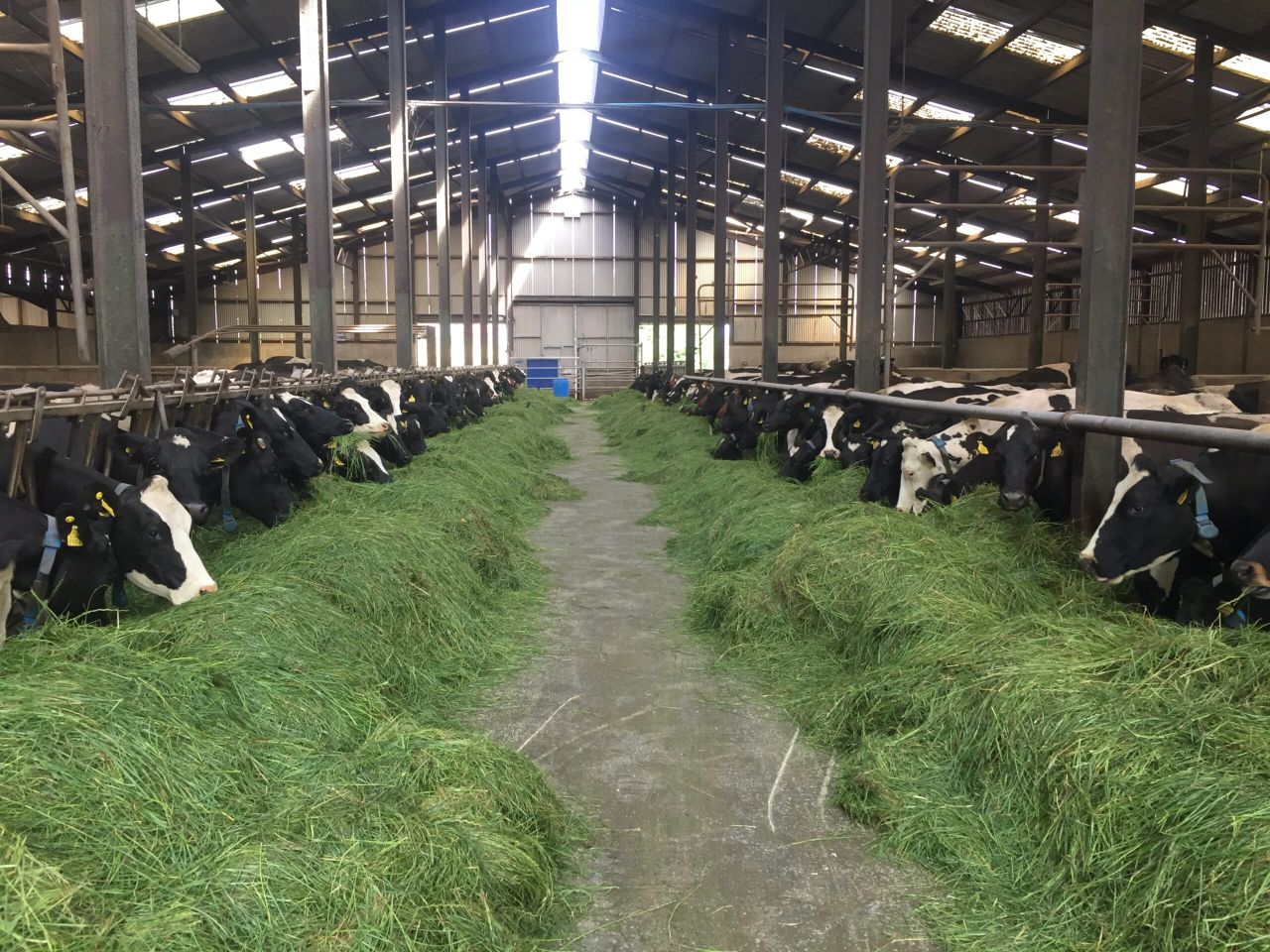 Cash balances and merchant credit bear the brunt of extra feed purchases