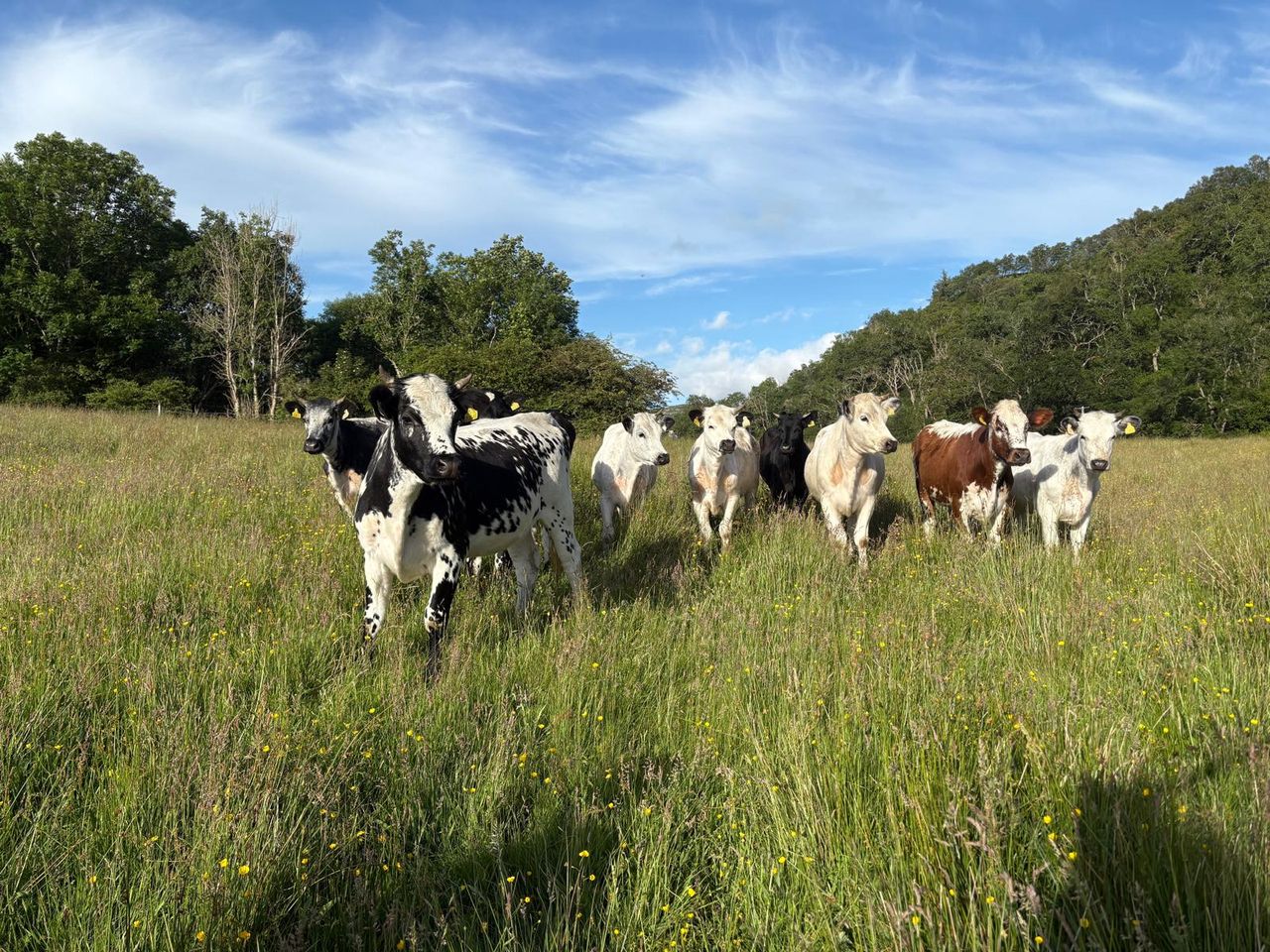 Droimeann cattle at Ardtornish, Scotland. Image: Alec Heywood