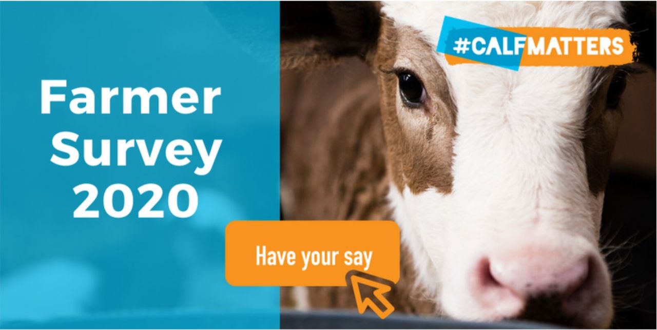#Calfmatters survey: Want to be in with a chance of winning a calf jacket?