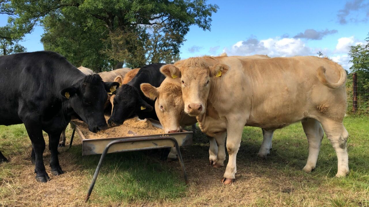 Factories deploy €5/kg flat price in scramble for stock