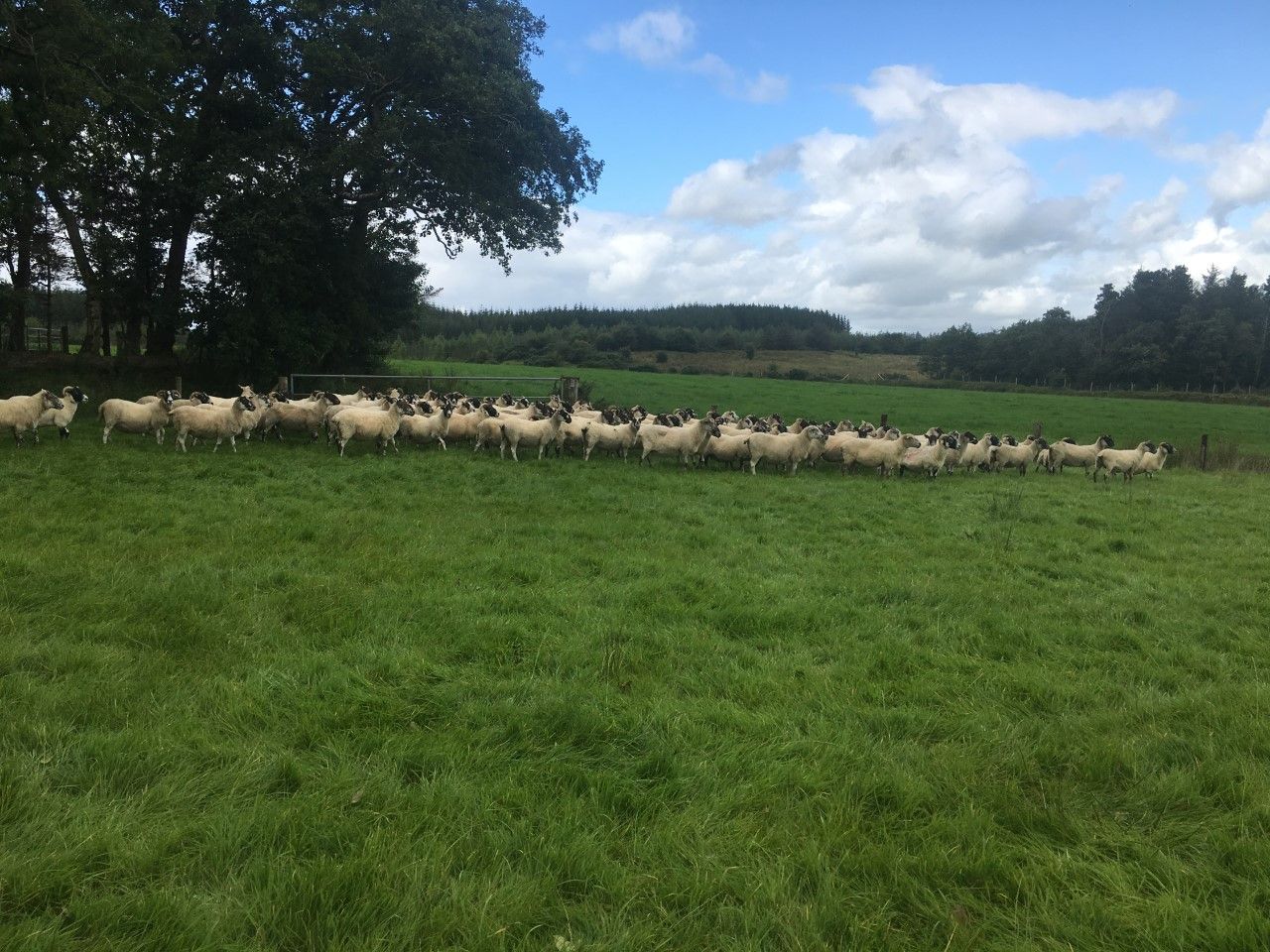 Time to assess your ewes' BCS now