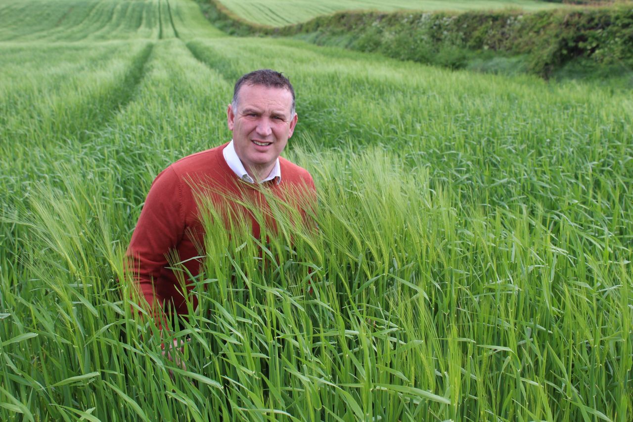 NI cereal crops have 'tremendous yield potential' right now - agronomist