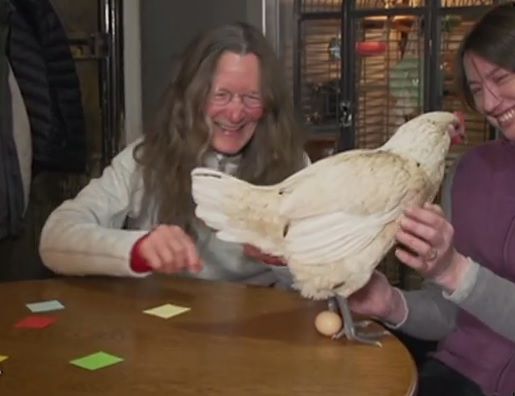 'Eggcellent' debut: Hen lays egg on live tv