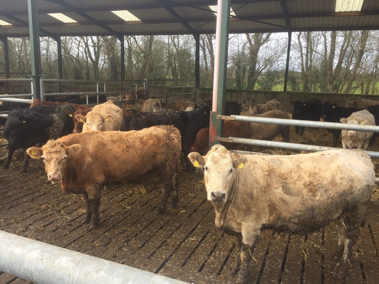 Beef price ball remains firmly in factories court