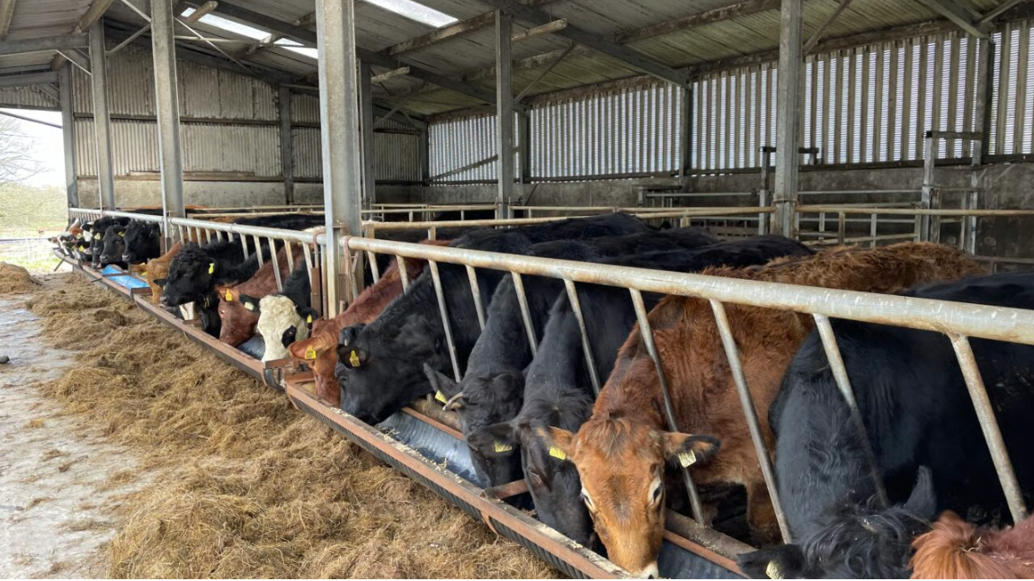 Fall in beef prices 'defies all logic' in wake of output decline - ICSA