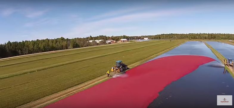 Video: Ever wondered what a 320ac cranberry harvest looks like?