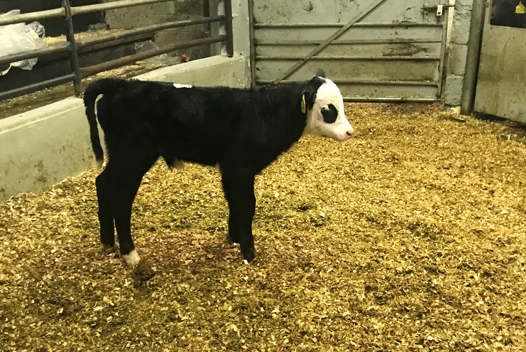 Pics and prices: Calf prices ease back at Ballyjamesduff Mart