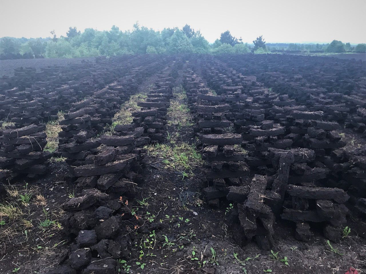 TCCA and NPWS tackle SAC raised bog issues