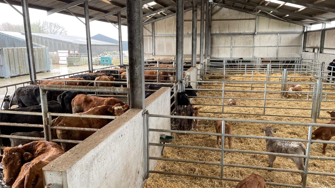 Beef Focus Revisit: Ideal suckler setup in Borrisokane