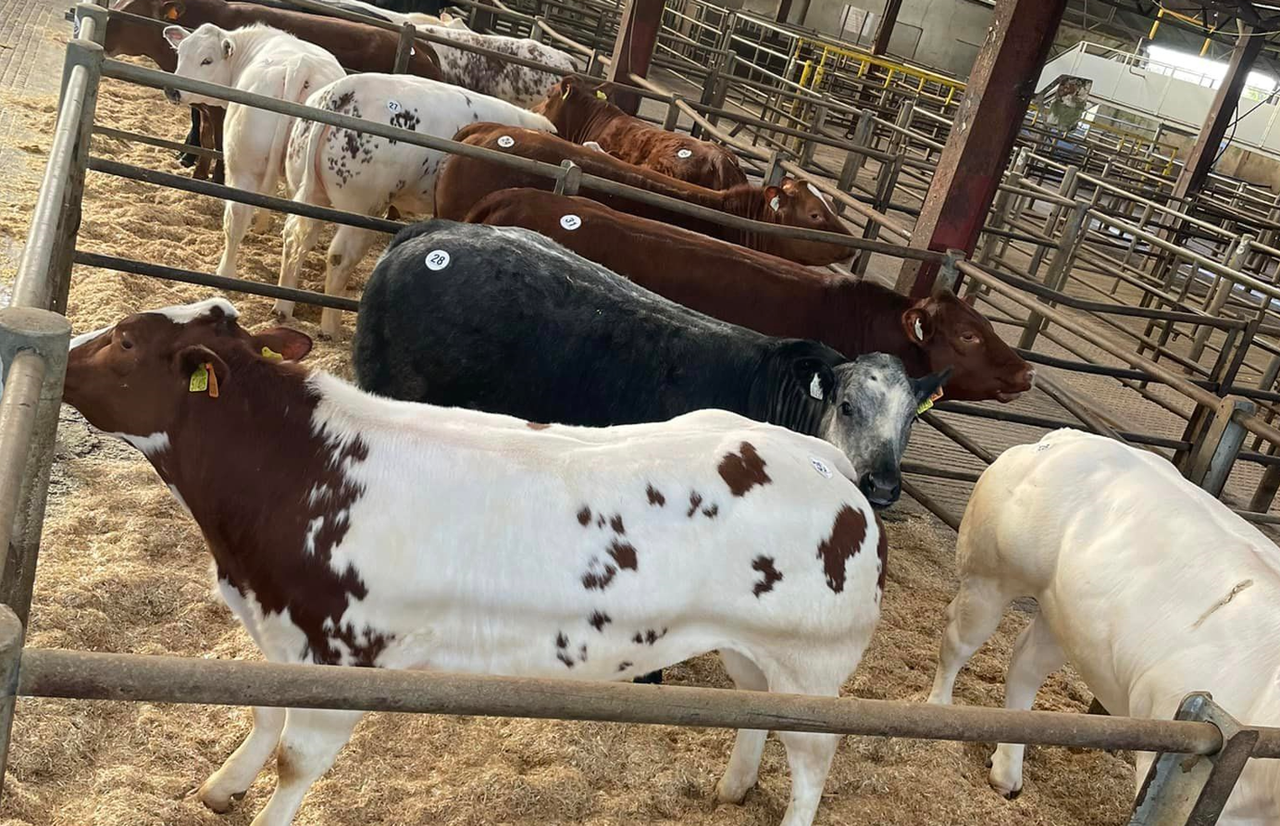 Heery's heifers hit €5,550 at special sale in Carrigallen