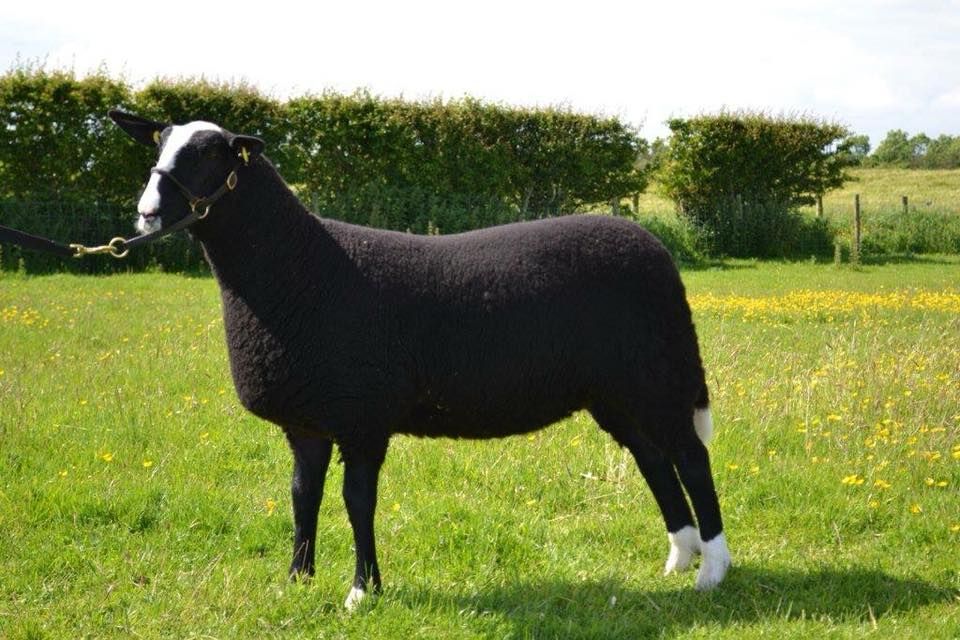 Zwartbles Éire breeders gear up for show and sale on Wednesday