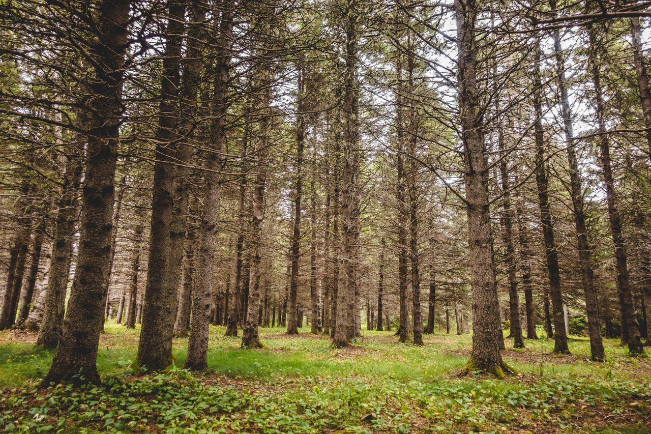 Midterm review of Forestry Programme to take place - minister