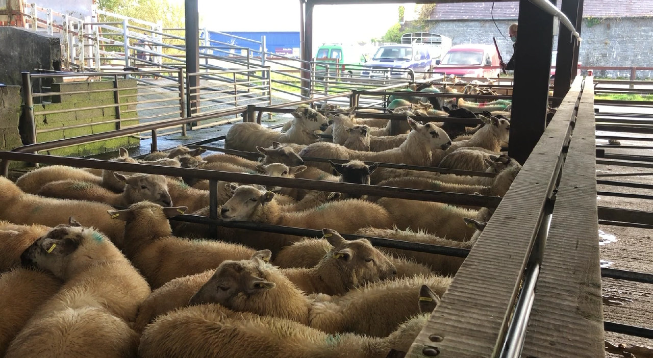 Finished and store lamb prices improve again at marts this week